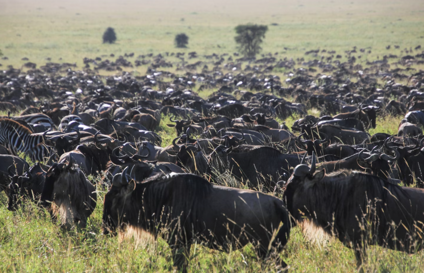 Ranches & Farms in Hamiota, Manitoba